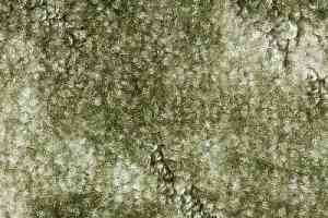 Ковролин Associated Weavers Tango 20 фото  | FLOORDEALER